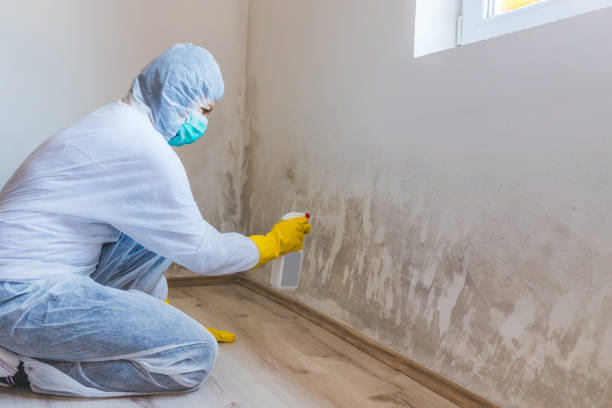 Professional mold removal team in Bartlett